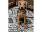 Adopt CHARLEY a Hound