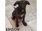 Adopt EDISON a Hound