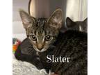 Adopt Slater a Domestic Short Hair