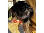 Adopt Jodie-Jack a Yorkshire Terrier, Terrier