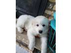 Adopt Blizzard a Great Pyrenees