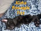 Adopt Aloha Pineapple Fizz a Domestic Short Hair