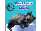 Adopt Blackberry Mojito a Domestic Short Hair