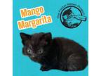 Adopt Mango Margarita a Domestic Short Hair