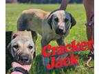 Adopt Cracker Jack a Great Dane, German Shepherd Dog