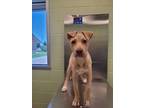 Adopt Gregor a American Staffordshire Terrier, Mixed Breed