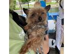 Adopt Clay a Yorkshire Terrier