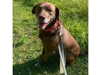 Adopt Wooldridge a Chocolate Labrador Retriever