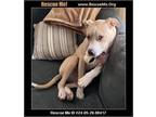 Adopt Nismo a Pit Bull Terrier