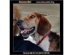 Adopt Baymax a Beagle, Labrador Retriever