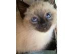 Adopt Cloud Pants (bonded w/ Mildred Mist) a Siamese