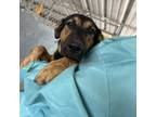 Adopt Benito a Shepherd