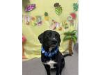 Adopt Aladdin a Mixed Breed