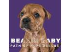 Adopt Beanie Baby a Mixed Breed