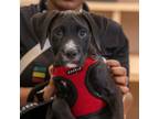 Adopt Dorado a Irish Terrier
