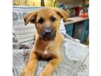 Adopt LLP Rising Sun : Max a German Shepherd Dog, Collie