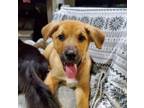 Adopt LLP Rising Sun : Hunter a German Shepherd Dog, Collie
