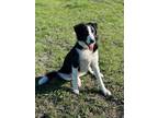 Adopt Barney a Border Collie, Labrador Retriever