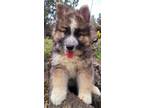 Adopt Declan a Alaskan Malamute, German Shepherd Dog