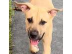 Adopt Rocket a American Staffordshire Terrier