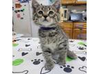 Adopt SARGENT SLAUGHTER - FFPR a Domestic Short Hair