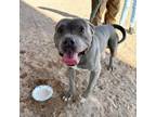 Adopt 56036475 a Pit Bull Terrier, Mixed Breed