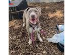 Adopt Wes a Pit Bull Terrier