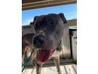 Adopt BRUCE LEE a Pit Bull Terrier
