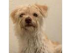 Adopt Ozzy a Terrier
