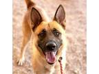 Adopt Django a German Shepherd Dog, Mixed Breed