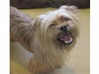 Adopt Chewbacca a Yorkshire Terrier