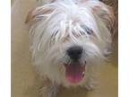 Adopt Gizmo a Yorkshire Terrier