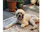 Adopt Brody a Poodle