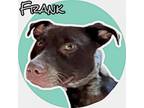 Adopt Frank a German Shorthaired Pointer, Pit Bull Terrier