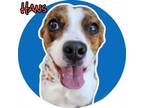Adopt Hans a Pit Bull Terrier, Mixed Breed