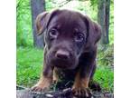 Labrador Retriever Puppy for sale in Fitchburg, MA, USA