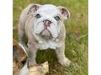 Bulldog Puppy for sale in Kirkland, WA, USA