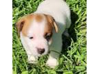 Parson Russell Terrier Puppy for sale in Lexington, NC, USA