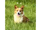 Pembroke Welsh Corgi Puppy for sale in Centerville, IA, USA