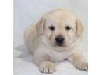 Labrador Retriever Puppy for sale in Carson City, MI, USA