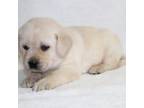 Labrador Retriever Puppy for sale in Carson City, MI, USA