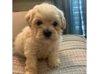 Shih-Poo Puppy for sale in Fayetteville, TN, USA