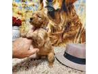 Golden Retriever Puppy for sale in Lowell, AR, USA
