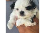 Shih Tzu Puppy for sale in Fort Myers, FL, USA