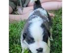 Saint Bernard Puppy for sale in Camby, IN, USA