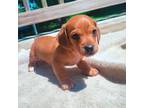 Dachshund Puppy for sale in Myerstown, PA, USA