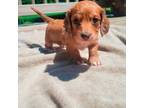 Dachshund Puppy for sale in Myerstown, PA, USA