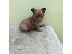 Chihuahua Puppy for sale in Marion, OH, USA