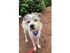 Adopt Nicky a Terrier, Yorkshire Terrier