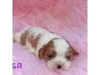 Cavalier King Charles Spaniel Puppy for sale in Ashland, VA, USA